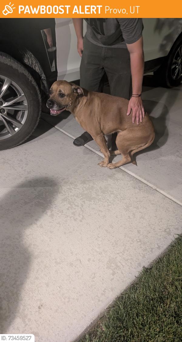 Found/Stray Female Dog last seen Lakeview parkway Provo, Utah, Provo, UT 84601