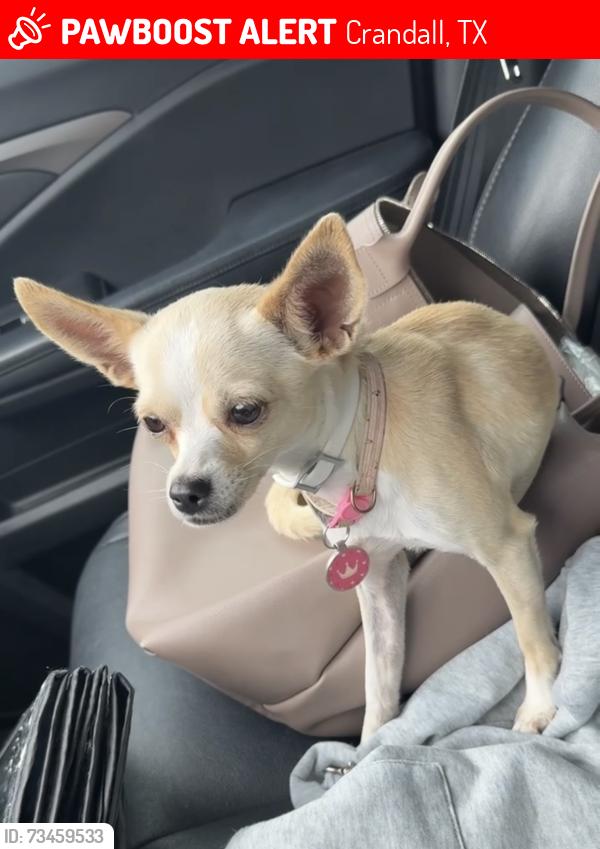 Lost Female Dog last seen Rapids and Wildcat Trail, Crandall, TX 75114