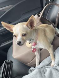 Lost Female Dog last seen Rapids and Wildcat Trail, Crandall, TX 75114