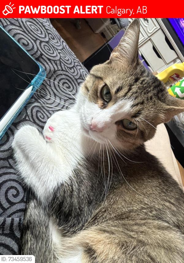 Lost Male Cat last seen 44st sw, Calgary, AB 