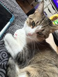 Lost Male Cat last seen 44st sw, Calgary, AB 