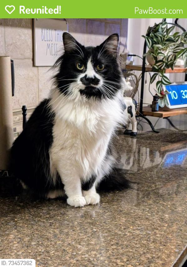 Reunited Female Cat last seen Neely Farm Dr, Simpsonville, SC 29680, USA, Simpsonville, SC 29680