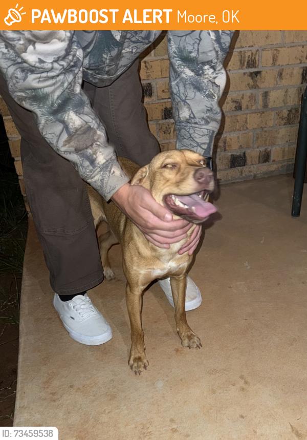 Found/Stray Female Dog last seen running around pinewood dr and hazelwood ln, Moore, OK 73160