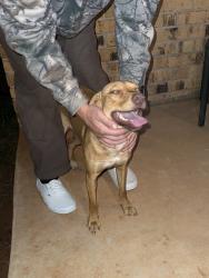 Found/Stray Female Dog last seen running around pinewood dr and hazelwood ln, Moore, OK 73160