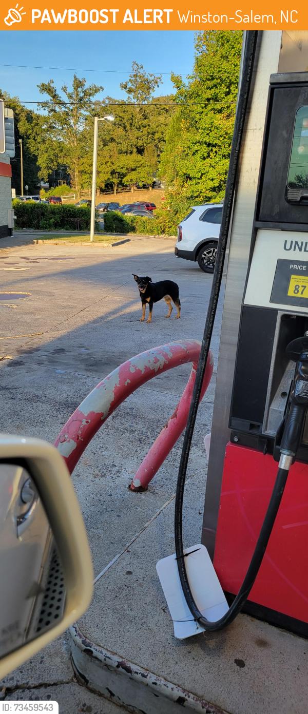 Found/Stray Female Dog last seen Reynaldo @ Speedway Store parking lot, Winston-Salem, NC 27106