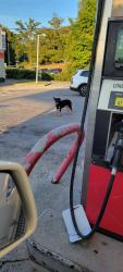 Found/Stray Female Dog last seen Reynaldo @ Speedway Store parking lot, Winston-Salem, NC 27106