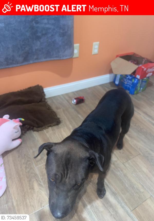 Lost Female Dog last seen Near Wayne Ave, Memphis, TN 38108