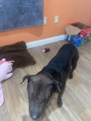 Lost Female Dog last seen Near Wayne Ave, Memphis, TN 38108