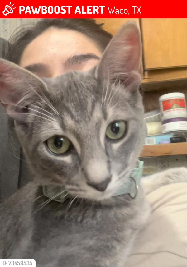 Lost Male Cat last seen Dutton/ Speight and 26th Street, Waco, TX 76706