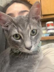 Lost Male Cat last seen Dutton/ Speight and 26th Street, Waco, TX 76706