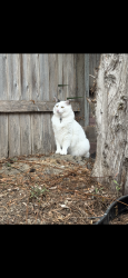 Lost Female Cat last seen Douglas and Point Degada, Oceanside, CA 92058