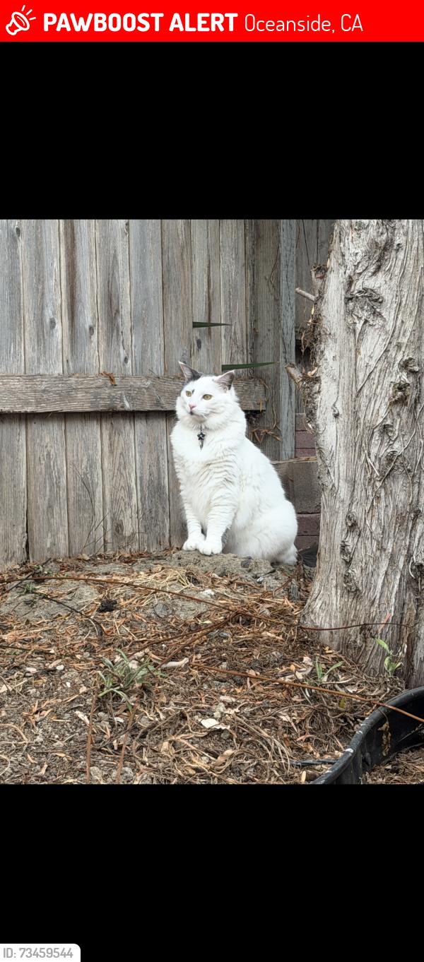 Lost Female Cat last seen Douglas and Point Degada, Oceanside, CA 92058