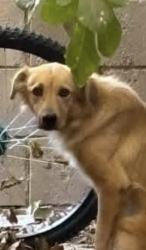 Found/Stray Female Dog last seen Agua Dulce Canyon / Darling Road, Los Angeles County, CA 91390