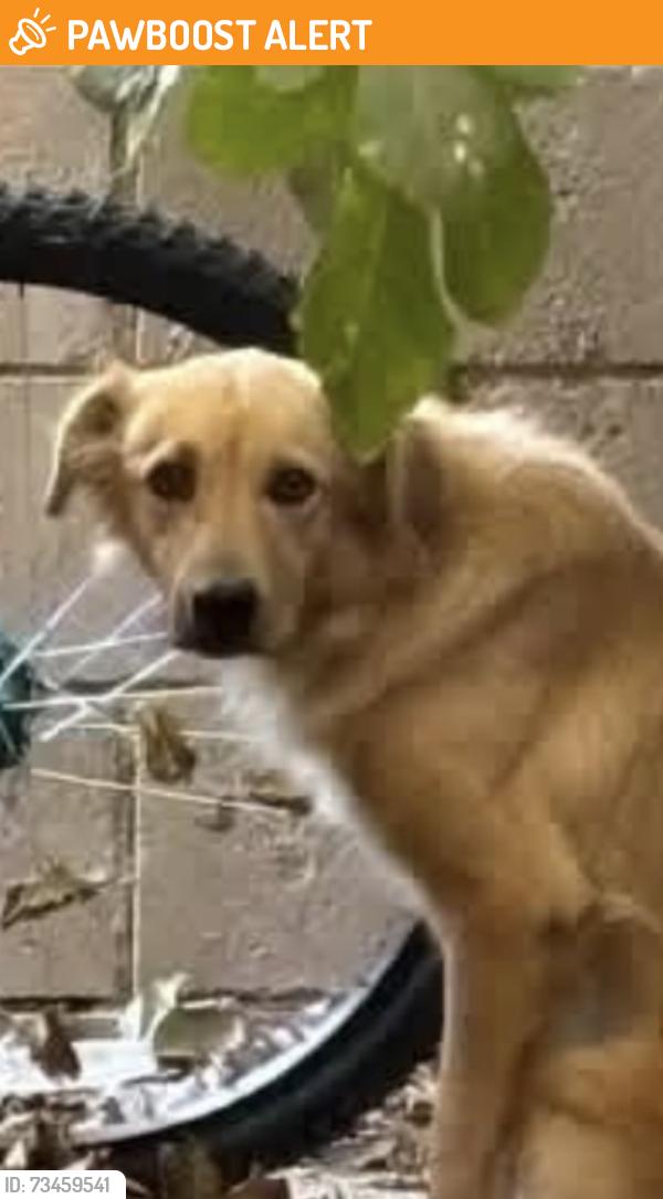 Found/Stray Female Dog last seen Agua Dulce Canyon / Darling Road, Los Angeles County, CA 91390