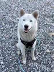 Found/Stray Male Dog last seen State st and Ramona, Montclair, CA 91763