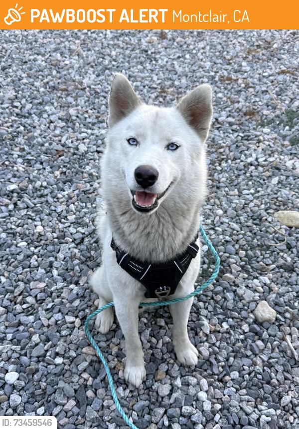 Found/Stray Male Dog last seen State st and Ramona, Montclair, CA 91763