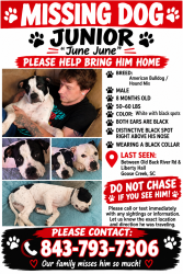 Lost Male Dog last seen Liberty Hall rd, Goose Creek, SC 29445