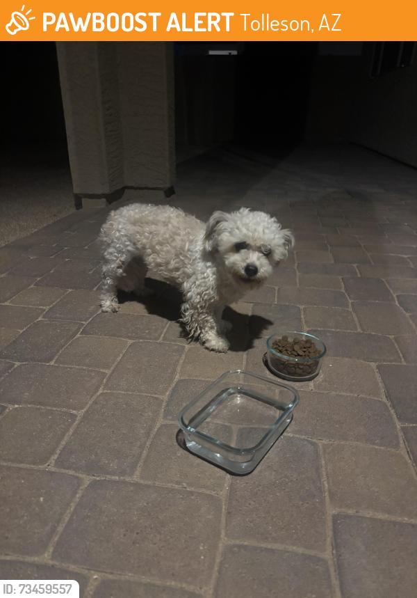 Found/Stray Female Dog last seen Atlantis way, Tolleson, AZ 85353