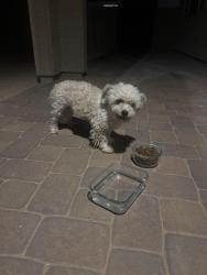 Found/Stray Female Dog last seen Atlantis way, Tolleson, AZ 85353