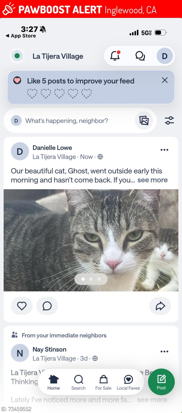 Lost Female Cat last seen Hillsdale and Beach, Inglewood, CA 90302