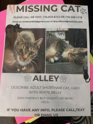 Lost Female Cat last seen Main Street springville, Springville, NY 14141