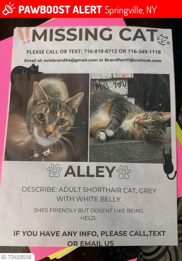 Lost Female Cat last seen Main Street springville, Springville, NY 14141