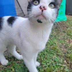 Found/Stray Male Cat last seen S Miller Rd & Silver Ridge Way, Valrico, FL 33594