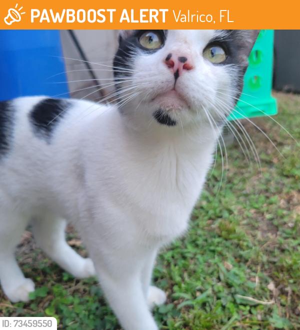 Found/Stray Male Cat last seen S Miller Rd & Silver Ridge Way, Valrico, FL 33594