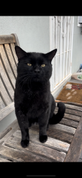 Lost Male Cat last seen Scossa Ave x Bouret Dr, San Jose, CA 95118