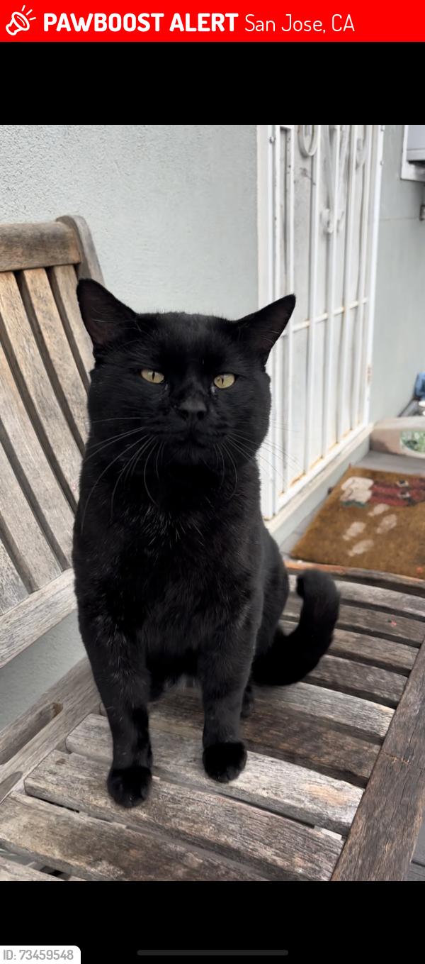Lost Male Cat last seen Scossa Ave x Bouret Dr, San Jose, CA 95118