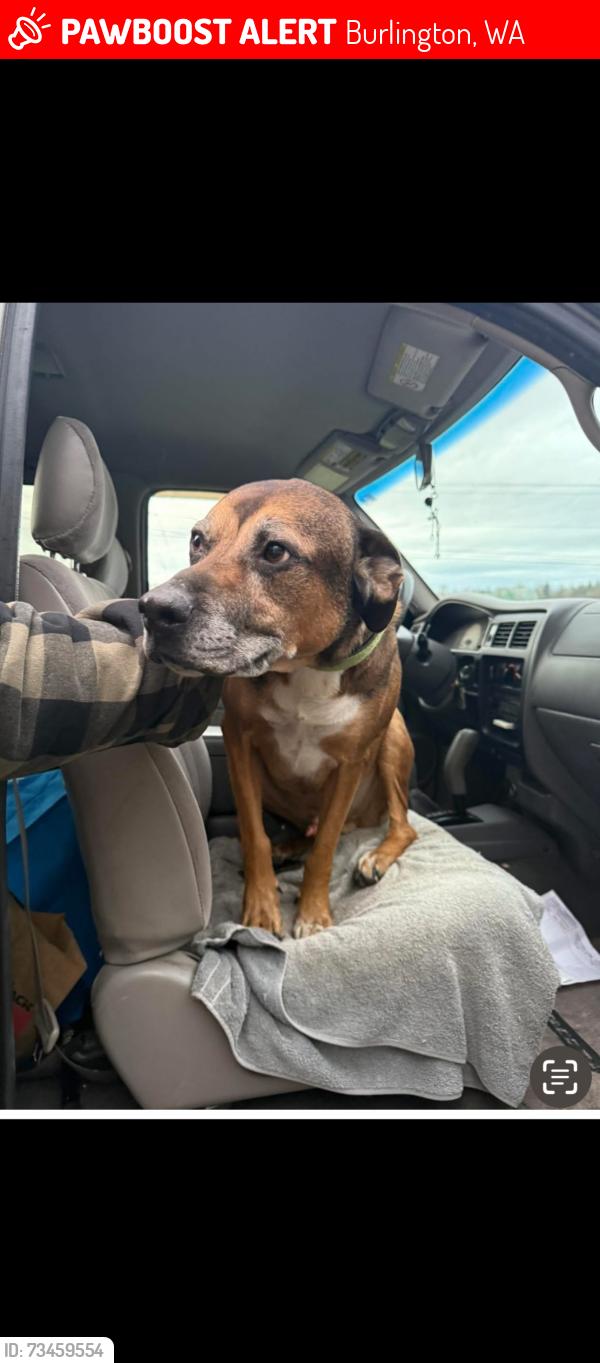Lost Male Dog last seen Green road & old 99 near the shell gas station, Burlington, WA 98233