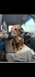 Lost Male Dog last seen Green road & old 99 near the shell gas station, Burlington, WA 98233