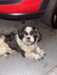 Reunited Female Dog last seen Tidwell and van hut, Houston, TX 77044