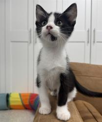Shelter Stray Male Cat last seen W EL CAMINO AVE & NORTHGLEN ST, 2127 Front St, Sacramento, CA 95818, USA