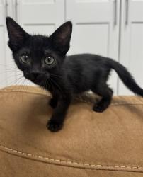 Shelter Stray Male Cat last seen W EL CAMINO AVE & NORTHGLEN ST, 2127 Front St, Sacramento, CA 95818, USA