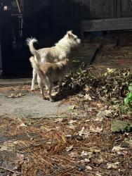 Found/Stray Male Dog last seen Blue Glen lane and Greymoss, Houston, TX 77073