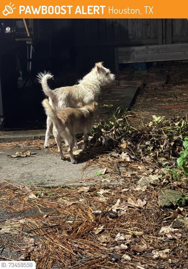 Found/Stray Male Dog last seen Blue Glen lane and Greymoss, Houston, TX 77073