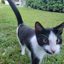 Found/Stray Female Cat last seen S Miller Rd & Silver Ridge Way, Valrico, FL 33594