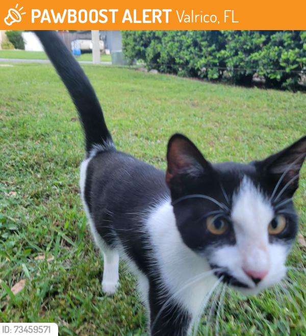 Found/Stray Female Cat last seen S Miller Rd & Silver Ridge Way, Valrico, FL 33594