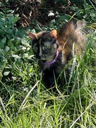 Lost Female Cat last seen Seen on the corner of Louse Stephens Dr and Gray Marble Rd, Morrisville, NC 27560