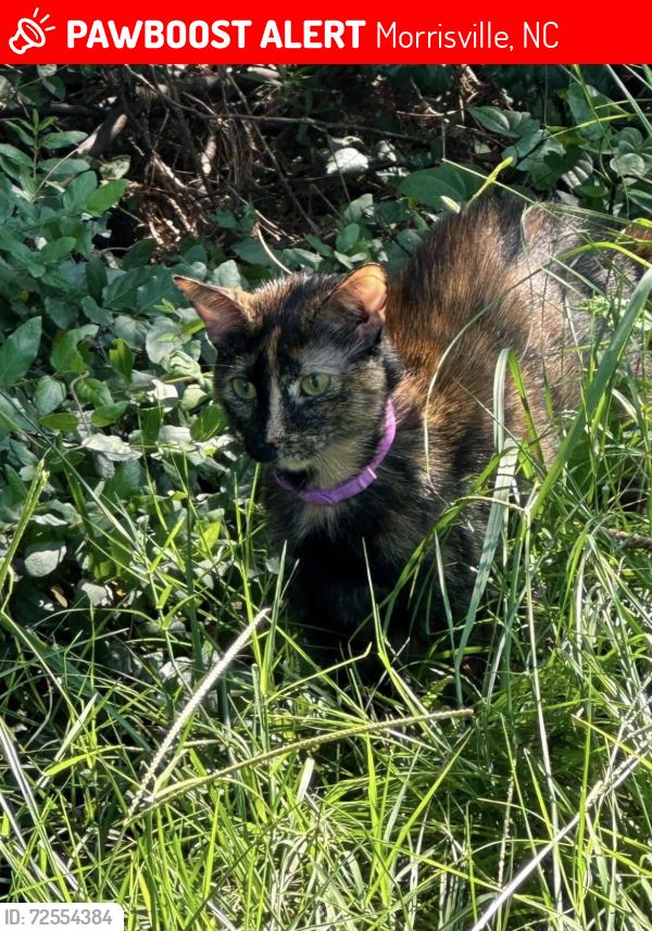 Lost Female Cat last seen Seen on the corner of Louse Stephens Dr and Gray Marble Rd, Morrisville, NC 27560