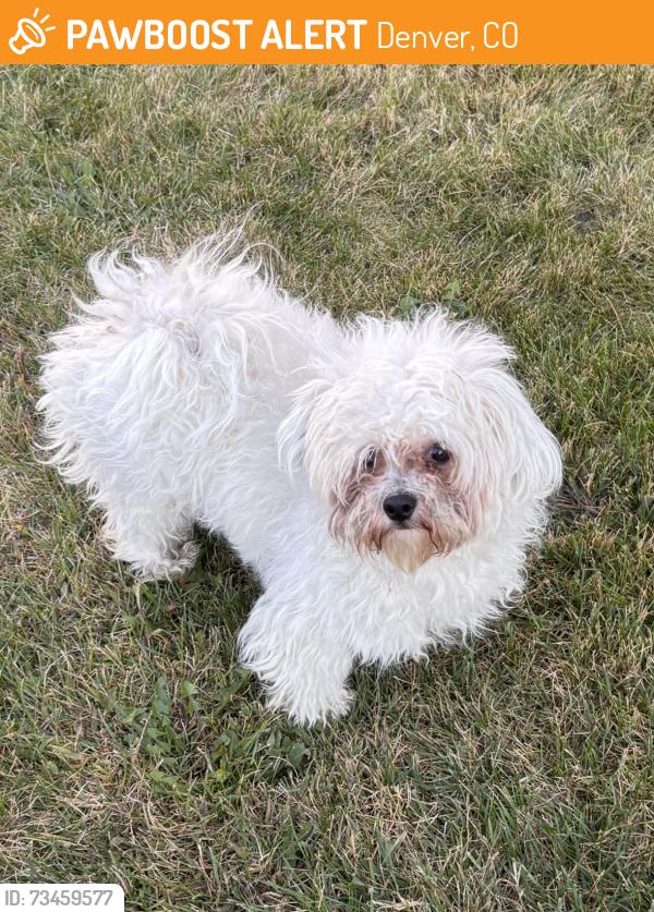Found/Stray Male Dog last seen Quebec, Denver, CO 80246
