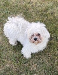 Found/Stray Male Dog last seen Quebec, Denver, CO 80246