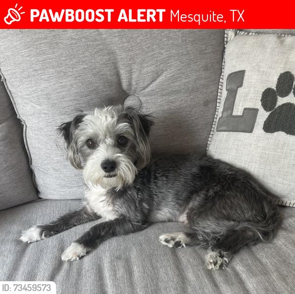 Lost Male Dog last seen Belt lane, Mesquite, TX 75149