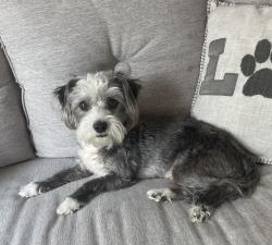 Lost Male Dog last seen Belt lane, Mesquite, TX 75149