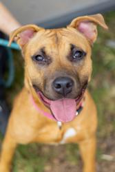 Shelter Stray Female Dog last seen Near Candler Road E 21, 30032, GA, 3280 Chamblee Dunwoody Rd, Chamblee, GA 30341, USA