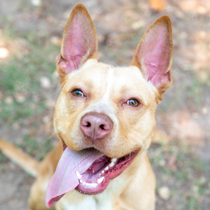 Shelter Stray Male Dog last seen , , GA, 3280 Chamblee Dunwoody Rd, Chamblee, GA 30341, USA