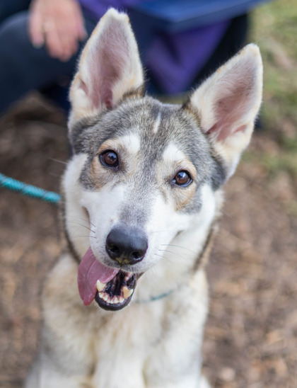 Shelter Stray Female Dog last seen Near Maxey Hill Dr, 30083, GA, 3280 Chamblee Dunwoody Rd, Chamblee, GA 30341, USA