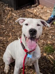 Shelter Stray Female Dog last seen Near Lewis Road, 30083, GA, 3280 Chamblee Dunwoody Rd, Chamblee, GA 30341, USA
