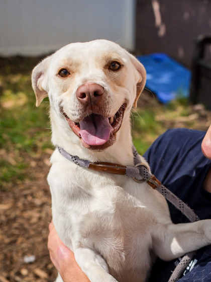 Shelter Stray Female Dog last seen Near Memorial Dr, 30032, GA, 3280 Chamblee Dunwoody Rd, Chamblee, GA 30341, USA